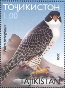 Peregrine Falcon (Falco peregrinus)